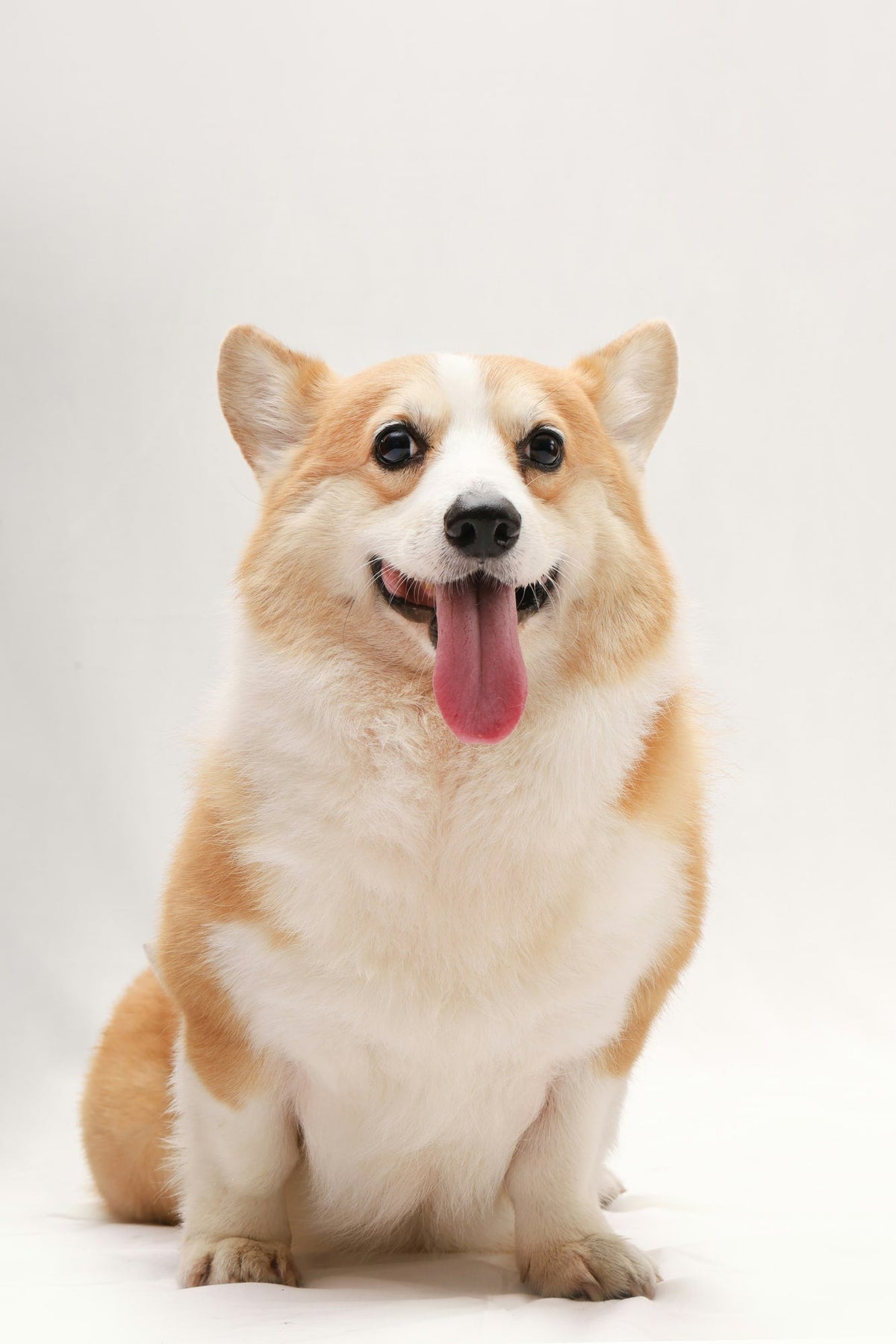 A happy corgi sitting with its ears perked up