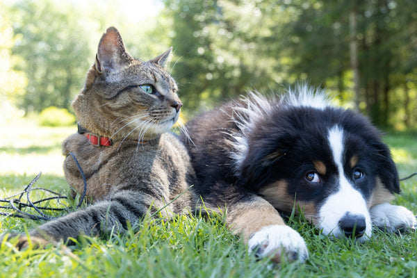 A cat and dog relaxing side by side in the grass